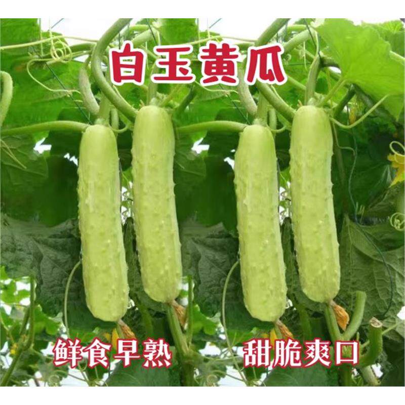 海阳白玉黄瓜苗秧苗盆栽老品种奶油黄爪苗水果黄爪种籽孑子旱水果图片