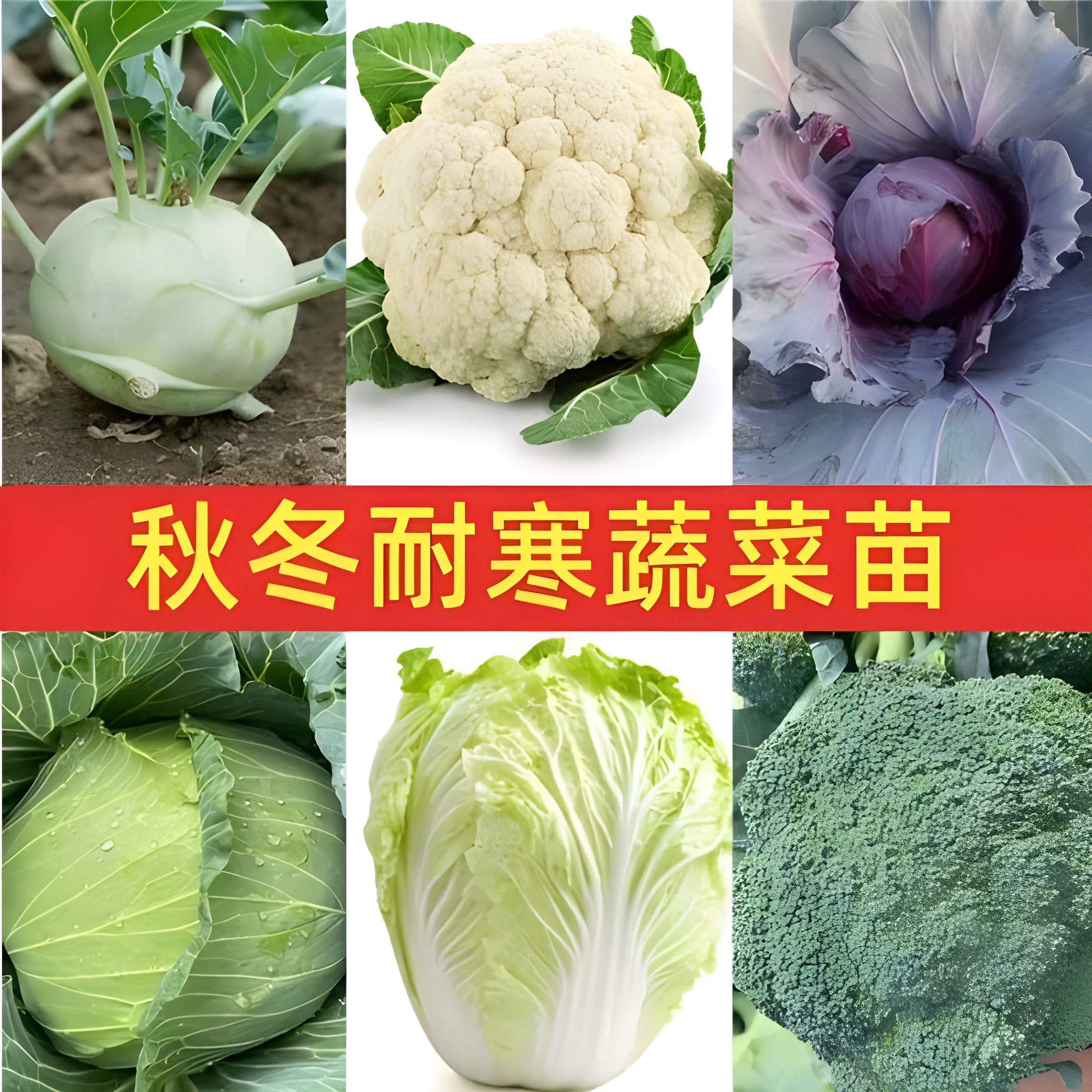 适合秋天种的菜苗秧苗秋季四季种易活各种蔬菜苗油麦芥兰韮菜疏莱
