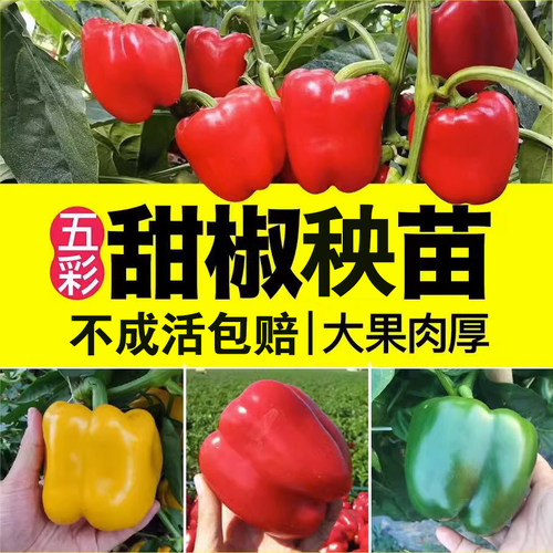 七彩灯笼辣椒苗秧苗四季广西灯笼椒七彩辣苗特大五彩老品种甜椒苗