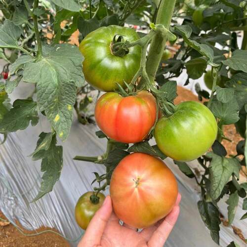 桃太郎西红柿苗秧苗普罗旺斯黑蕃茄老品种水果盆栽沙瓤铁皮千喜大