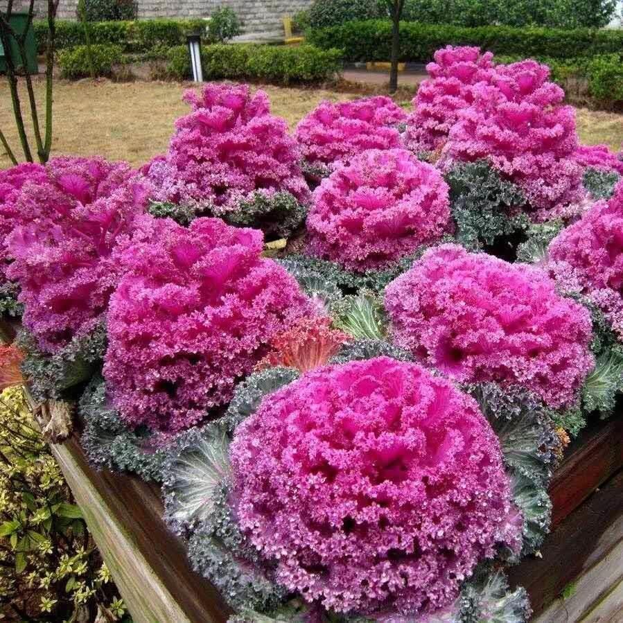 粉羽衣甘蓝种子苗叶阳台