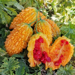 小濑瓜种子盆栽赖癞葡萄金铃子小癞瓜籽苦瓜苗秧苗蔬菜种孑四季