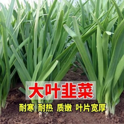 紫根韭菜种子四季种籽根红根宽