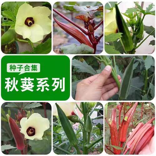 四季秋葵苗大苗带土水果秧苗羊角红色黄绿奶油广东苗子白蔬菜种孑