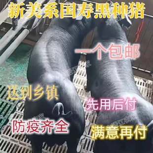 原种黑母猪纯种杜洛克公猪黑杜母猪黑金刚母猪种公猪国寿黑母猪仔