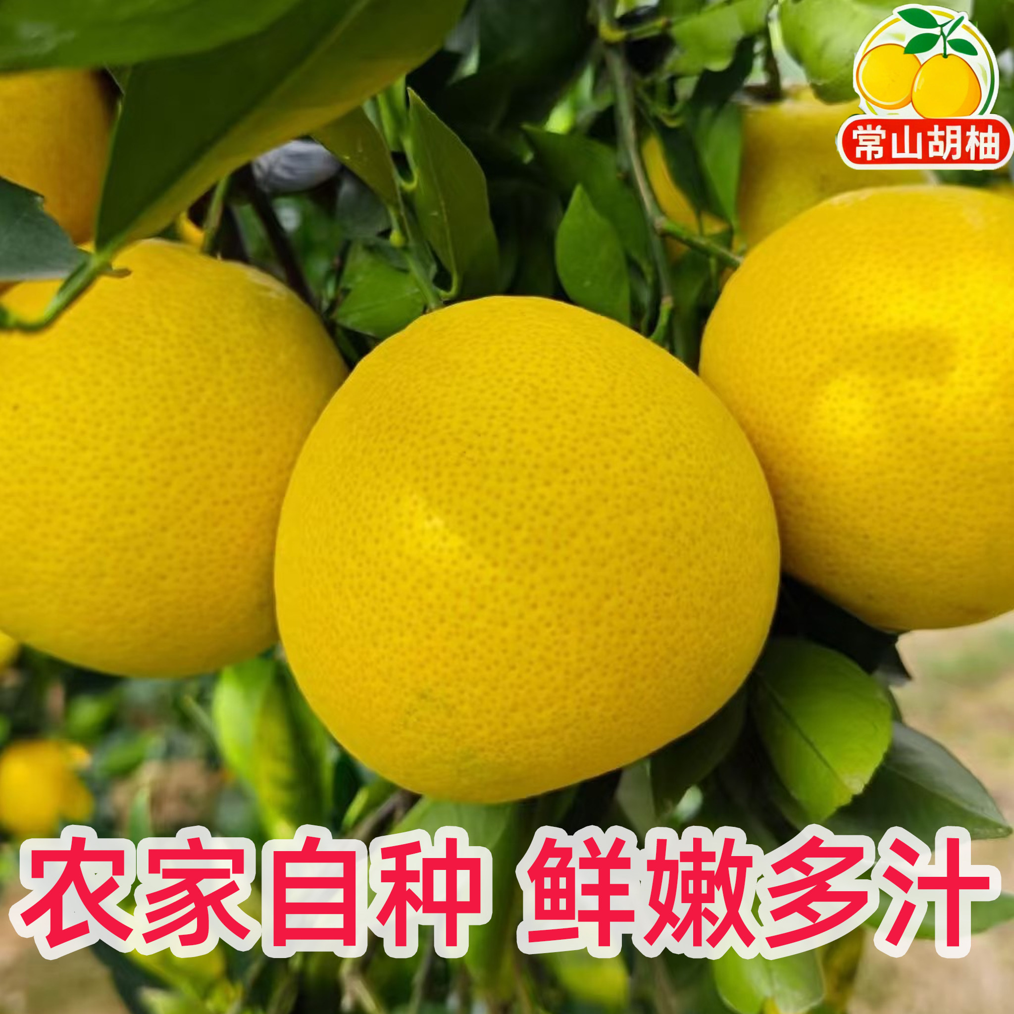 衢州特产常山胡柚2025年现摘现发爆汁葡萄柚新鲜丰富维C农家直发