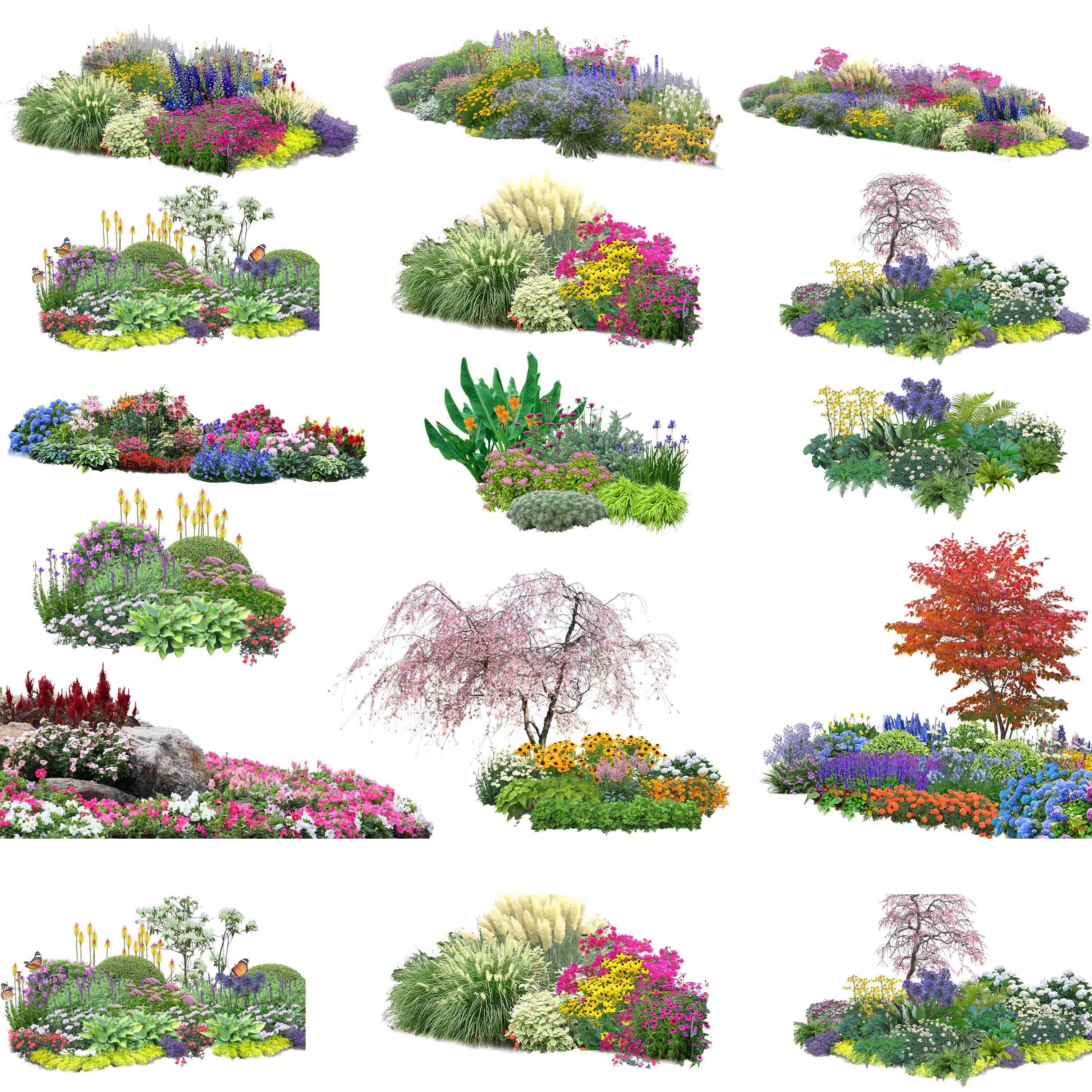 花境植物素材,花境植物(第7页)_大山谷图库
