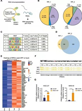 python深度学习机器优化算法代做跑编服务代码指导编写调试接单