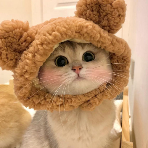 冬季猫咪毛绒小熊帽可调节可爱
