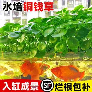 铜钱草鱼缸水培水草植物放鱼缸造景水养精品大叶金钱草籽绿植盆栽