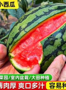 8424麒麟懒汉甜王2k拇指迷你小西瓜种籽南方无籽懒人西瓜种子大全