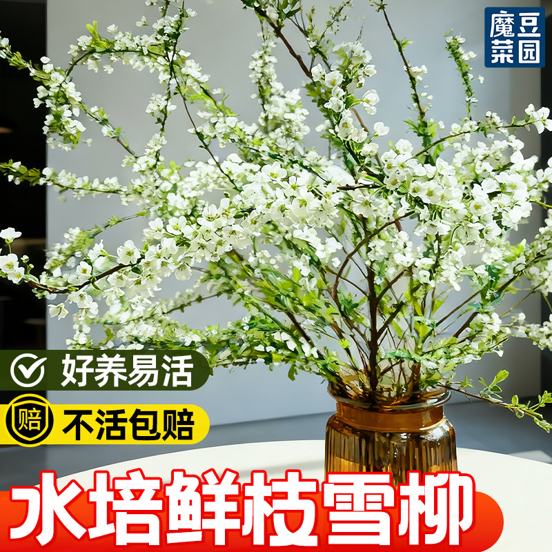 雪柳阳台客厅四季鲜枝