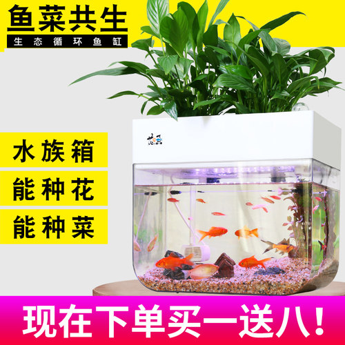 种植养鱼发芽水培蔬菜