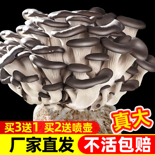 栽培阳台蘑菇种植包水培平菇香菇