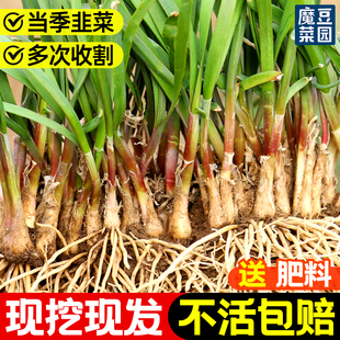 韭菜根苗紫根四季带土现挖盆栽农家红根宽叶韭菜根蔬菜苗批发秧苗