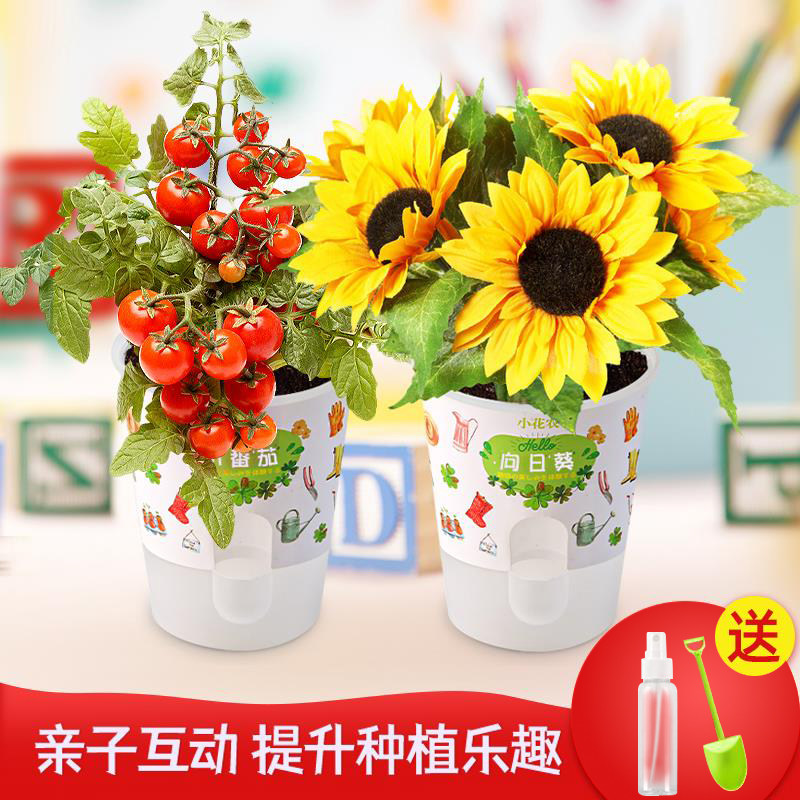 创意迷你儿童植物观察生长发芽盆栽小学生幼儿园 diy种植花农自种