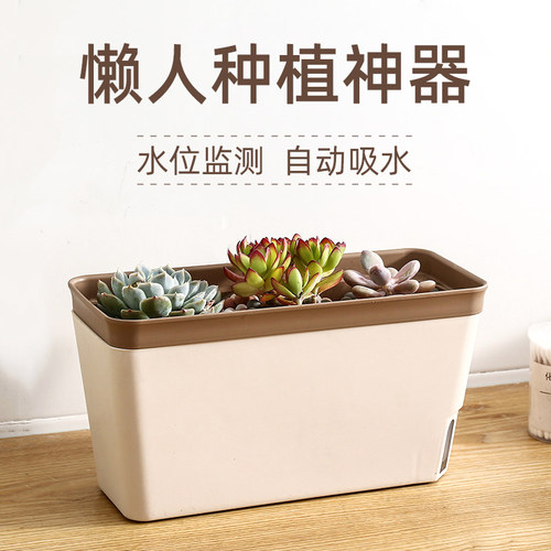 白菜花盆价格 白菜花盆图片 星期三