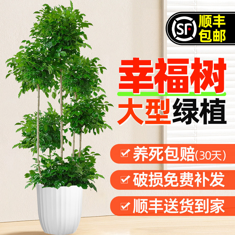 幸福树客厅盆栽大型植物单杆三层大棵老桩吸甲醛四季常绿好养植物