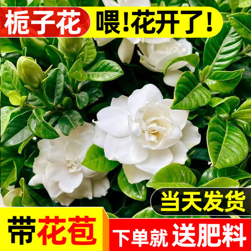 魔豆菜园栀子花盆栽室内阳台四季