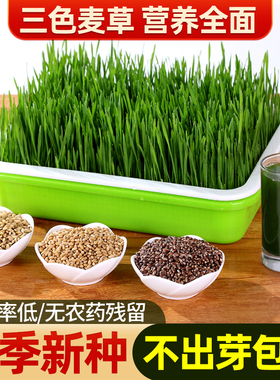 猫草籽小麦种子小麦草种大麦种黑麦苗水培芽苗菜薄荷草种盆栽种植