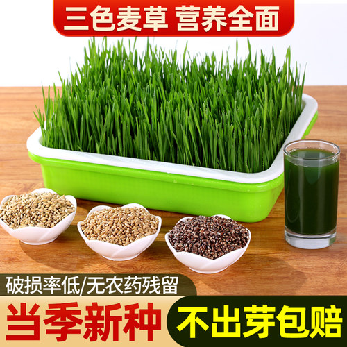 猫草水培芽苗菜大麦种籽小麦种子