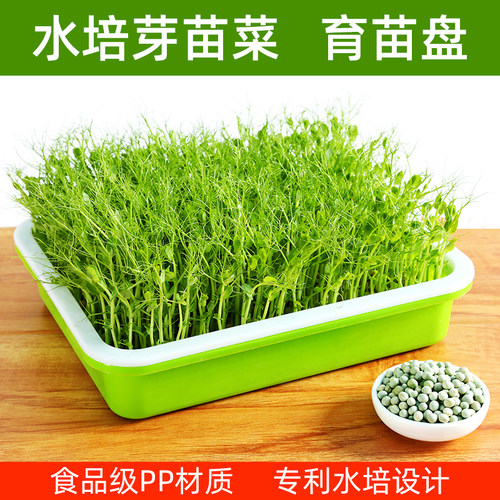 豆芽托盘种植水培蔬菜