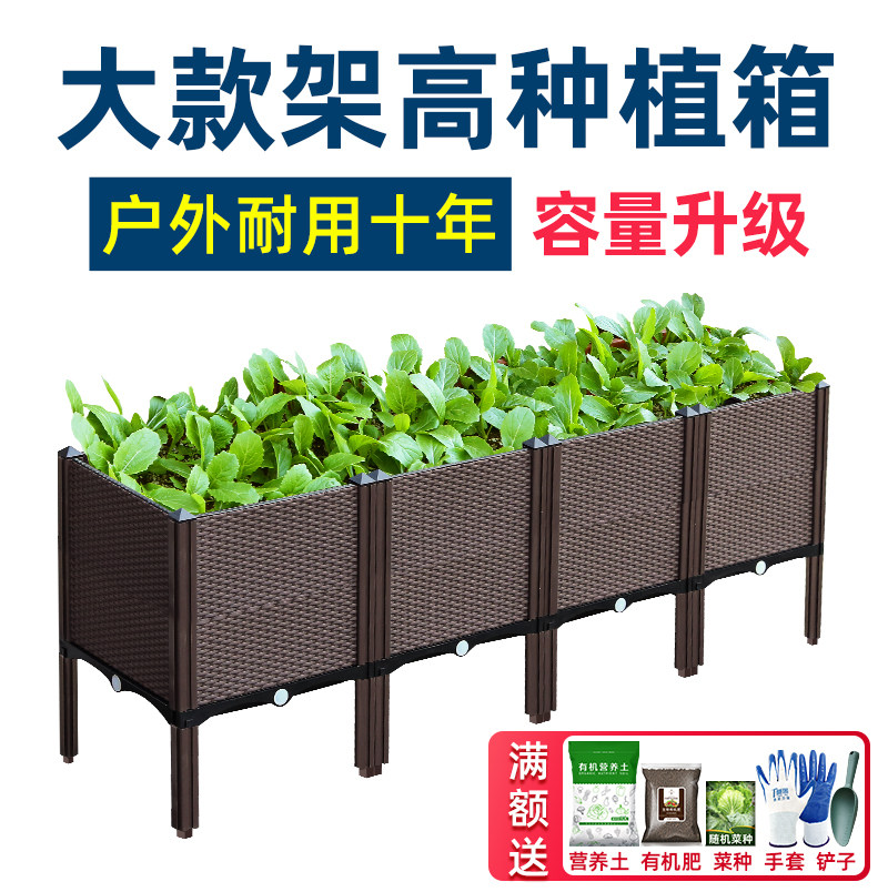 种植大白菜价格 种植大白菜图片 星期三