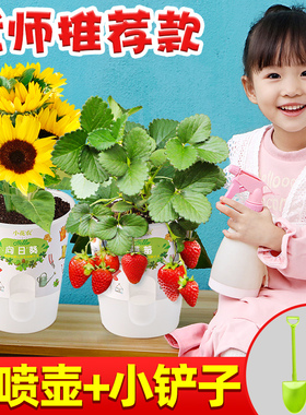 小花农种植迷你自种盆栽儿童发芽观察日记植物生长种植幼儿园宝宝