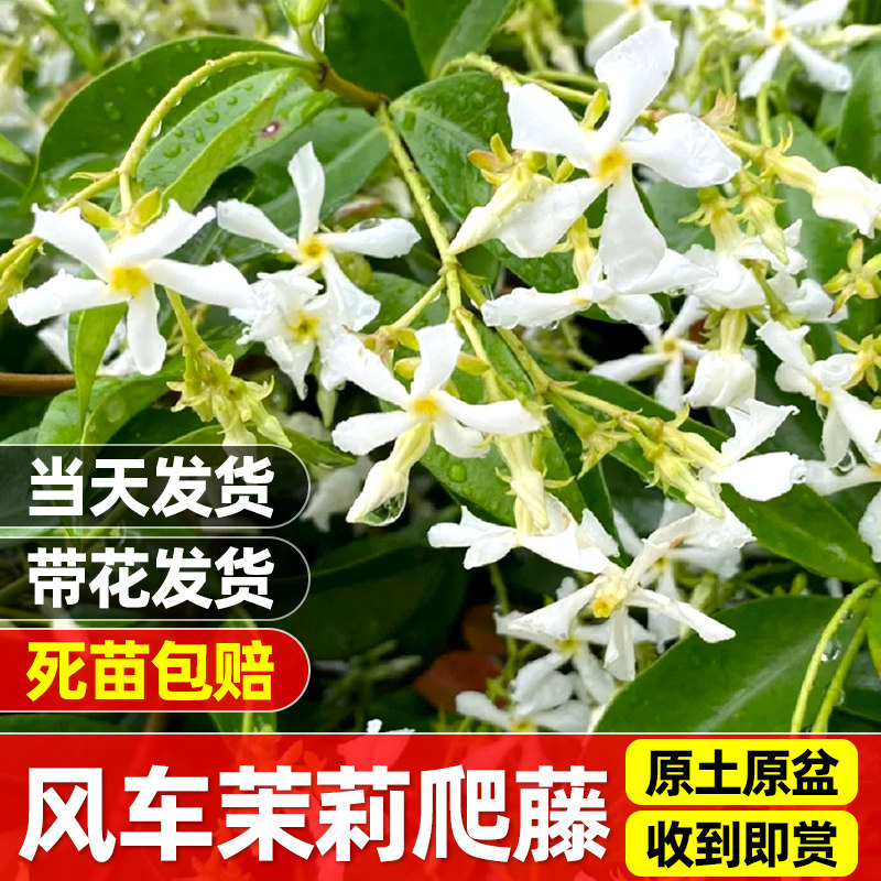 风车茉莉盆栽大苗庭院藤垂丝爬藤花卉耐寒阳台盆栽植物四季开花,鲜花速递/花卉仿真/绿植园艺,时令草本花卉,淘宝优惠券,粉丝福利购,淘宝优惠卷