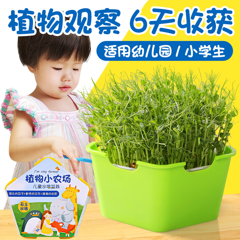 幼儿园植物儿童观察生长种植小学生盆栽发芽水培日记迷你创意可爱