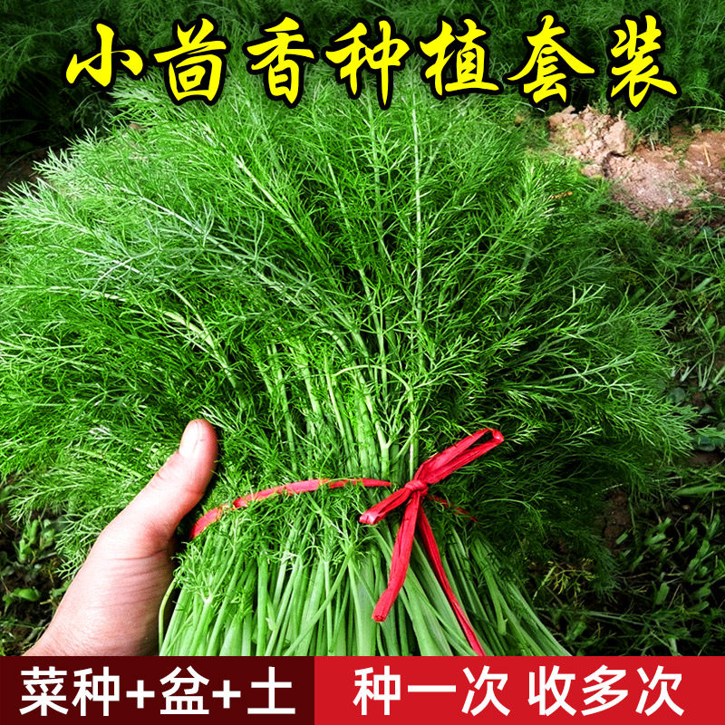 茴香盆栽小茴香蔬菜新鲜播种食用家庭四季植物可家里种植穴盘