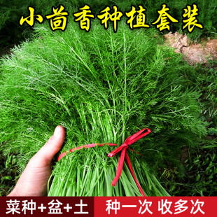 茴香盆栽小茴香蔬菜新鲜播种食用家庭四季 植物可家里种植穴盘