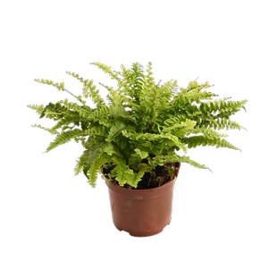 黄缘龟专用缸造景绿植乌龟生态缸环境植物半水龟安缘饲养箱配件