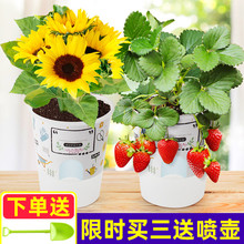 迷你创意儿童幼儿园植物 小盆栽罐头花diy种植室内小花农番茄自种