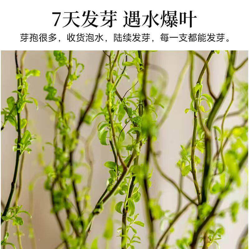 水培龙柳鲜切枝客厅卉花绿植好逢鲜切龙柳室内盆栽干枝雪柳枯树春