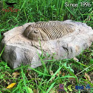 仿真三叶虫化石骨架玻璃钢树脂材质制作恐龙化石模型厂家