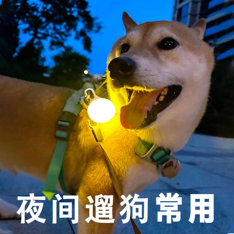 狗狗夜间出行防走失遛狗