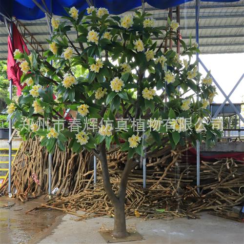 大型仿真鸡蛋花树室内外阻燃工程造景装饰大树河南厂家直供