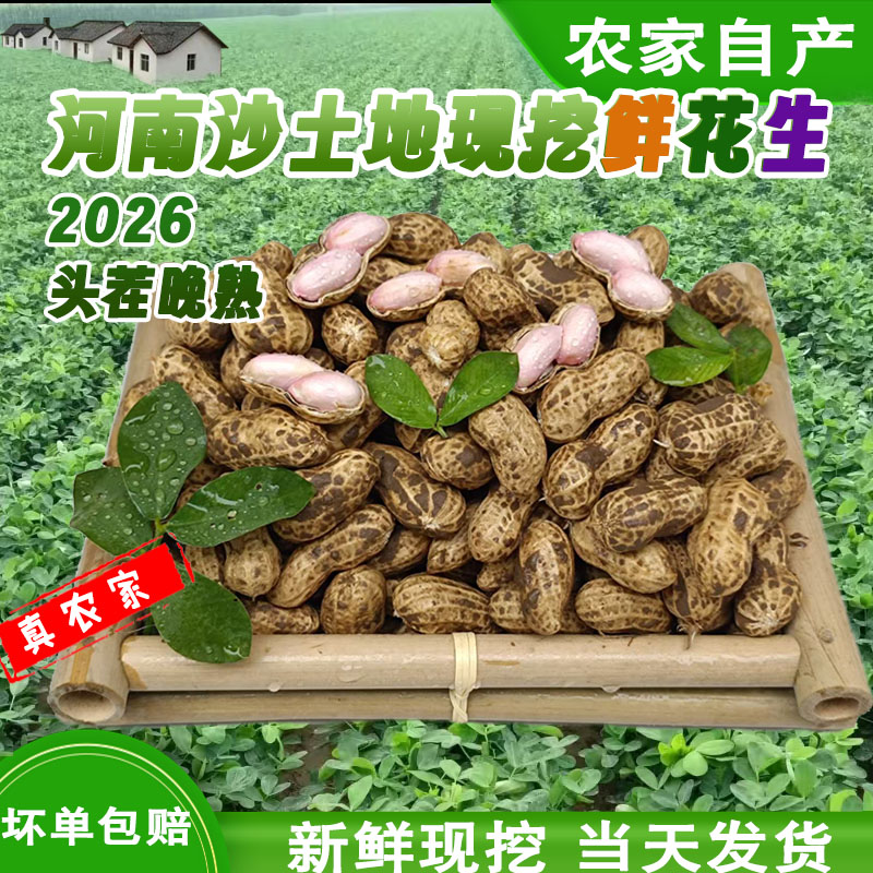 河南头茬晚熟无添加农家鲜花生图片