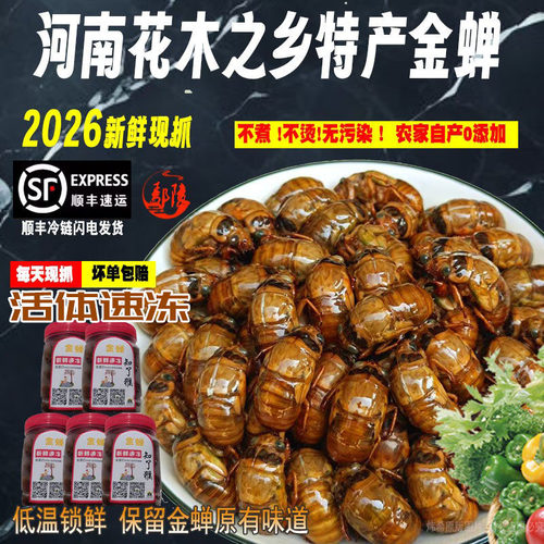 河南花木之乡特产野生金蝉知了猴
