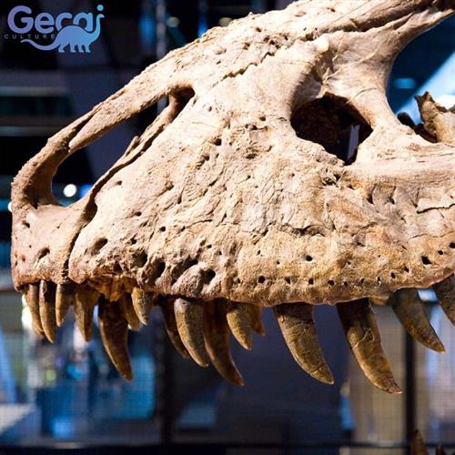 大型仿真恐龙骨骼化石模型博物馆科普馆展览玻璃钢恐龙雕塑厂家