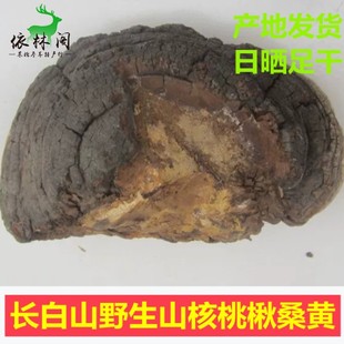 包邮250g长白山核桃楸桑黄野生山核桃黄核桃楸黄楸树上胡桃眼灵芝