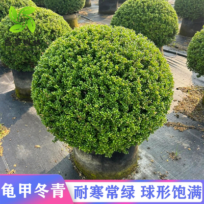 龟甲冬青球庭别墅院绿化球形植物