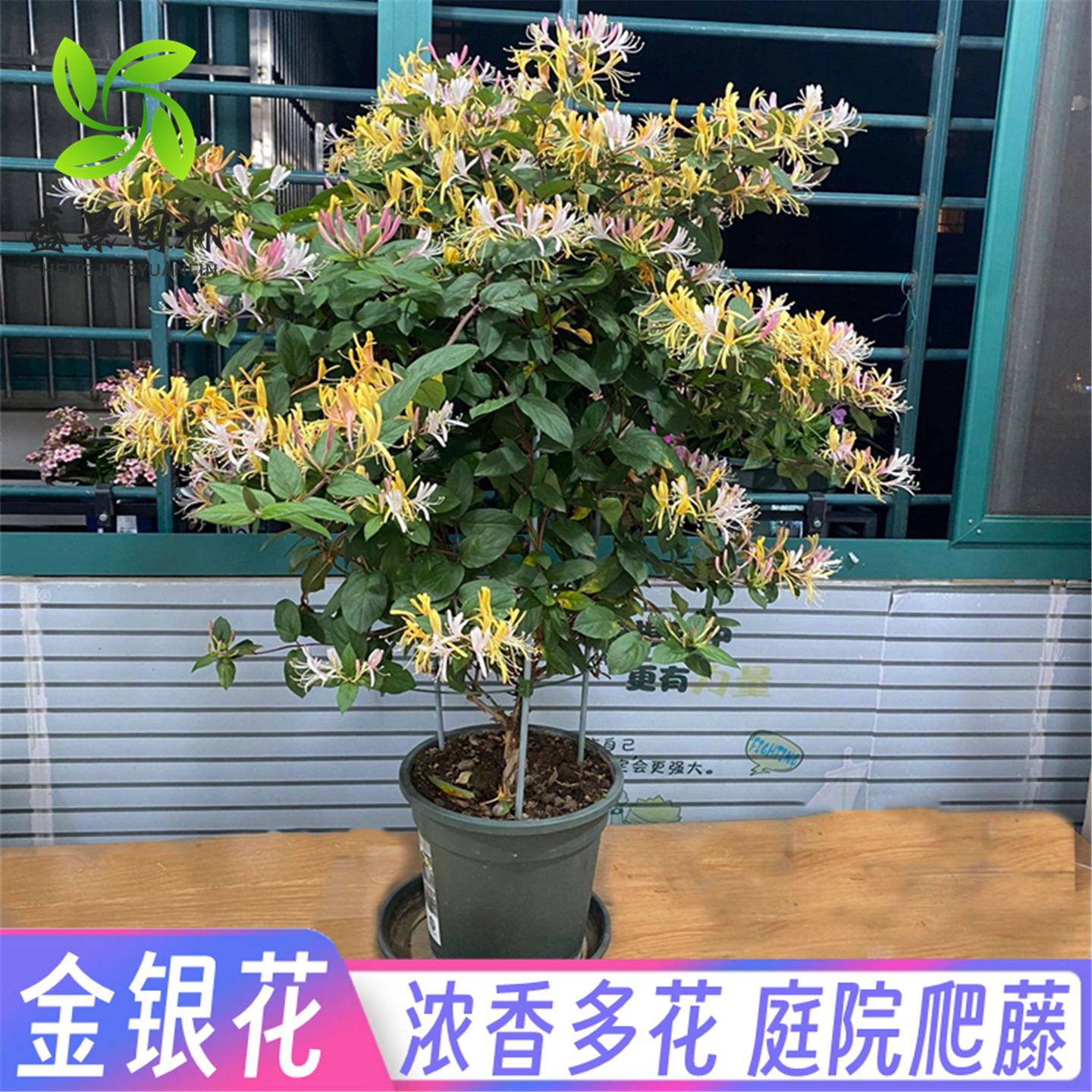 爬藤金银花树苗药用盆栽红金银花卉阳台庭院绿化地栽耐寒花风景树