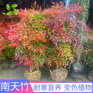 南天竹苗红天竺火焰树苗庭院绿化观叶四季常青耐寒植物工程色块苗