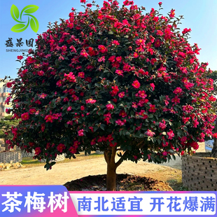 高杆茶梅花树苗茶梅球形别墅庭院大型耐寒风景树盆栽四季常青花卉