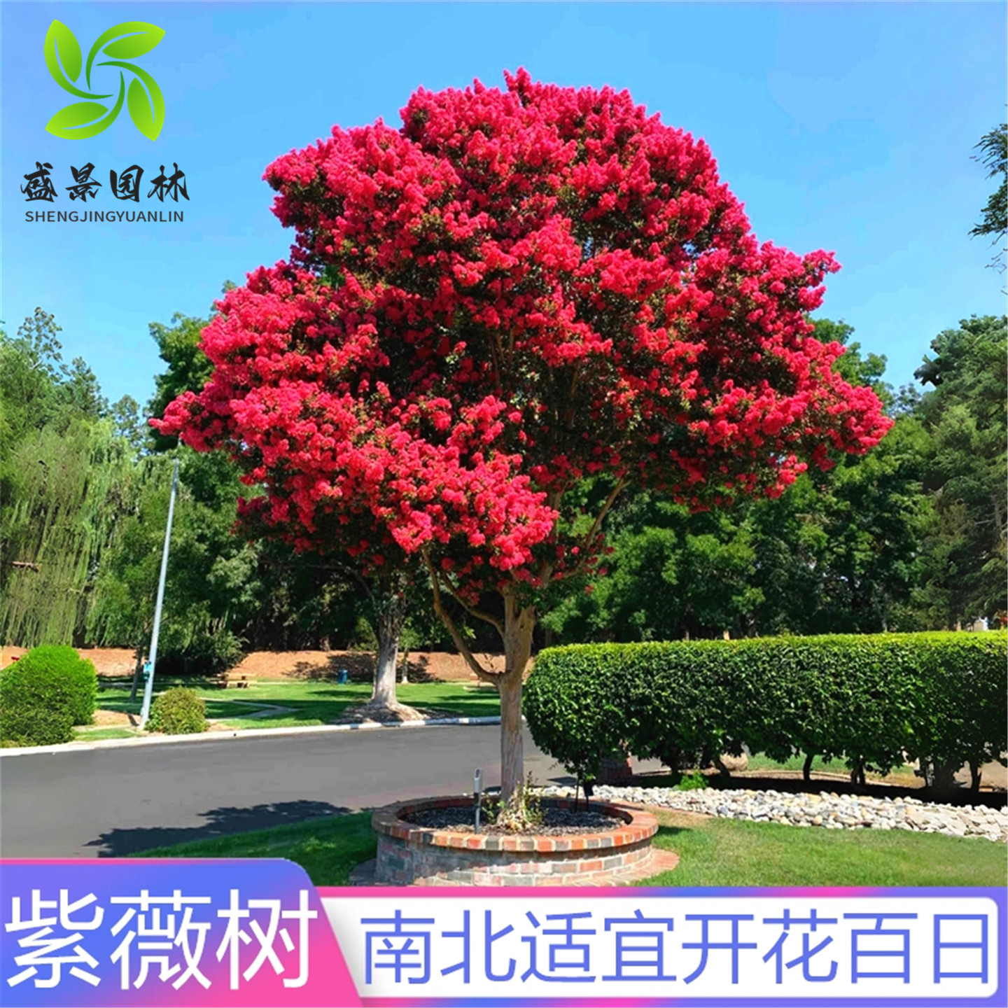 紫薇树苗盆栽紫薇花苗红花紫薇红火箭紫薇别墅庭院绿化大型风景树