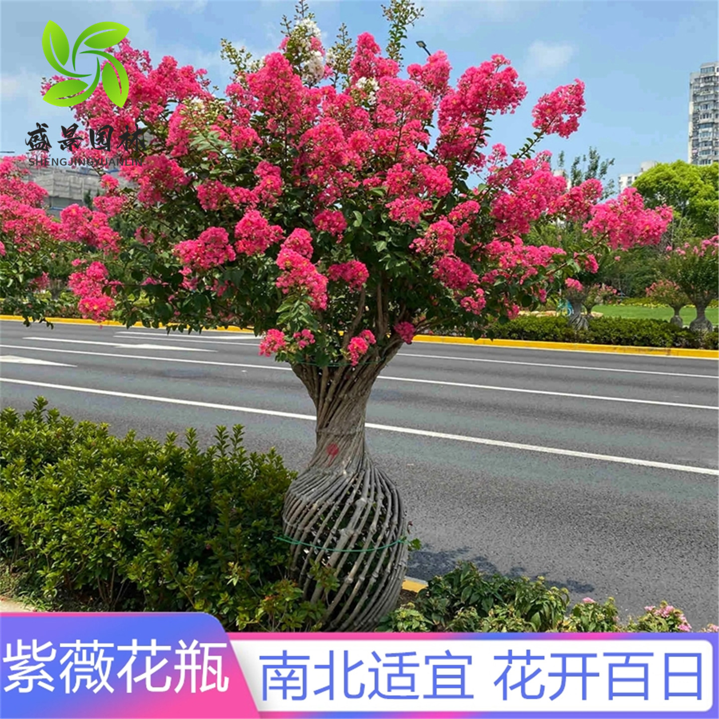 紫薇海棠造型花瓶别墅庭院风景树