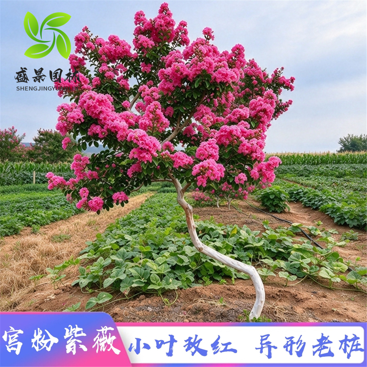 紫薇树苗盆栽紫薇花苗红花紫薇红火箭紫薇别墅庭院绿化大型风景树