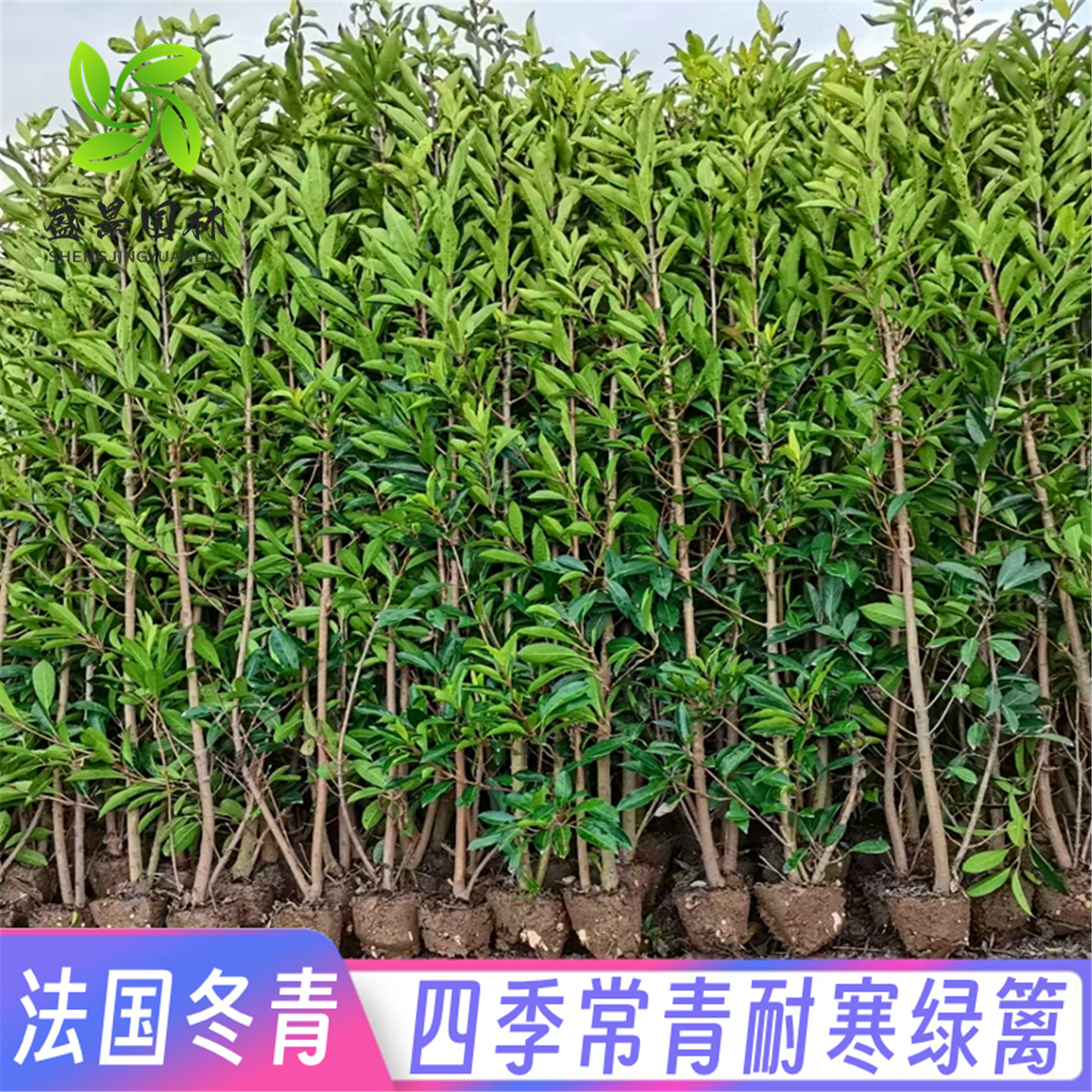 法国冬青树苗别墅庭院耐寒四季常青绿化篱笆墙风景植物北海道黄杨